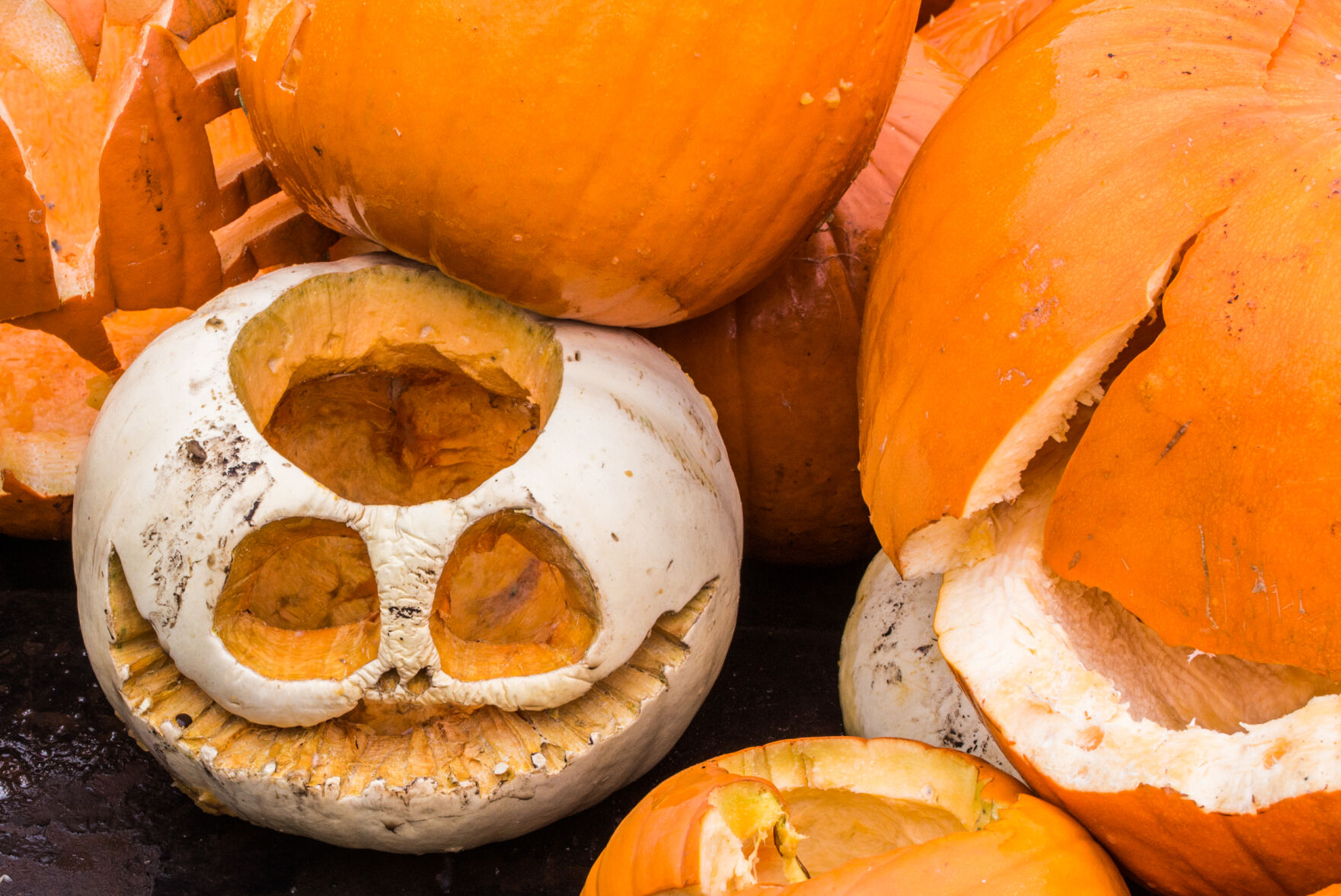 Pumpkin Re-harvest 11